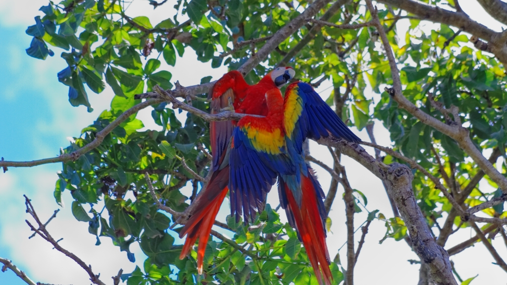 11 - Corcovado NP (08) Ara Rouge.jpg